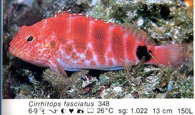 Cirrhitops fasciatus